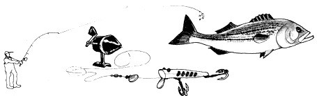
Cast your hook out far to catch bluefish.
